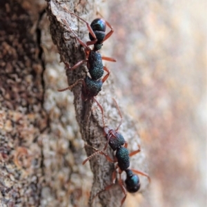 Rhytidoponera aspera at Cook, ACT - 10 Feb 2020