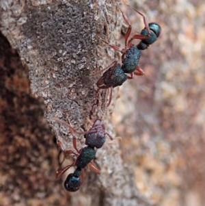 Rhytidoponera aspera at Cook, ACT - 10 Feb 2020 12:25 PM