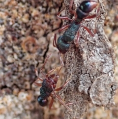 Rhytidoponera aspera at Cook, ACT - 10 Feb 2020