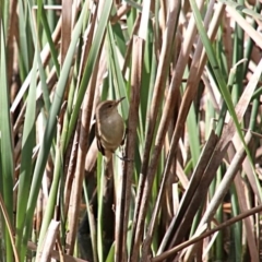 Acrocephalus australis (Australian Reed-Warbler) at Woodlands, NSW - 5 Oct 2018 by JanHartog