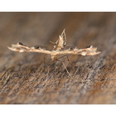 Sphenarches anisodactylus (Geranium Plume Moth) at Mount Ainslie - 6 Feb 2020 by kdm
