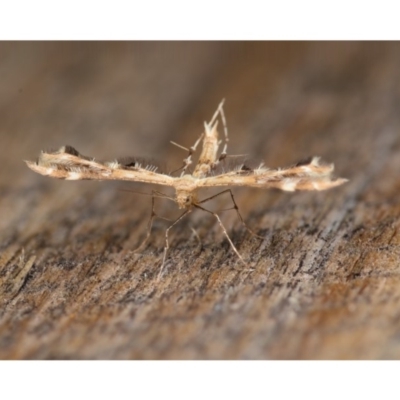 Sphenarches anisodactylus (Geranium Plume Moth) at Ainslie, ACT - 5 Feb 2020 by kdm