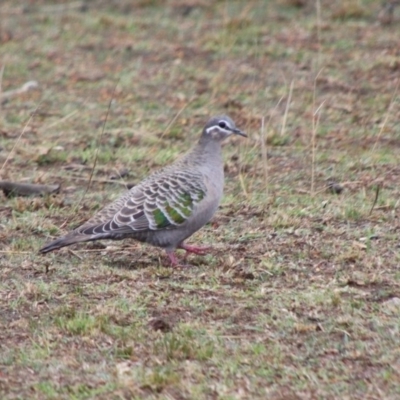 Phaps chalcoptera (Common Bronzewing) at Alpine, NSW - 4 Oct 2018 by JanHartog