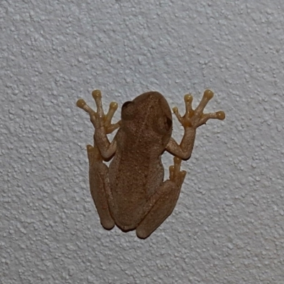 Litoria peronii (Peron's Tree Frog, Emerald Spotted Tree Frog) at Alpine, NSW - 3 Oct 2018 by JanHartog