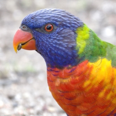 Trichoglossus moluccanus (Rainbow Lorikeet) at Kambah, ACT - 12 Feb 2020 by Marthijn
