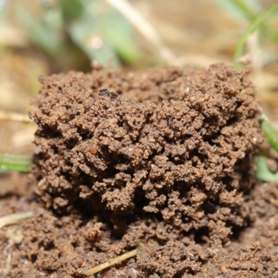 Meranoplus sp. (genus) (Shield Ant) at Evatt, ACT - 11 Feb 2020 by TimL