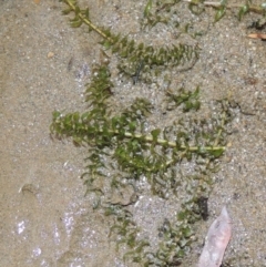 Elodea canadensis (Canadian Pondweed) at Tennent, ACT - 15 Dec 2019 by michaelb