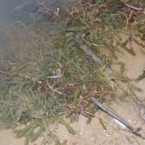 Elodea canadensis at Tennent, ACT - 15 Dec 2019 09:22 PM