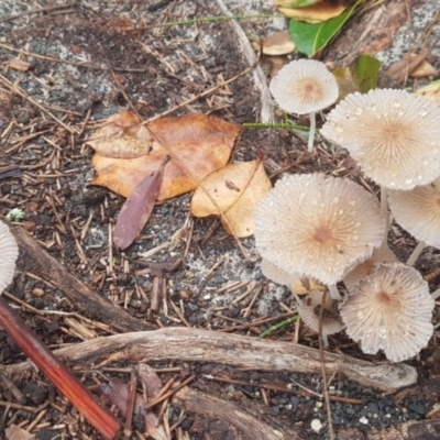 Agarics gilled fungi at Red Head Villages Bushcare - 12 Feb 2020 by JulieL