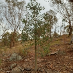 Brachychiton populneus subsp. populneus (Kurrajong) at The Pinnacle - 11 Feb 2020 by sangio7