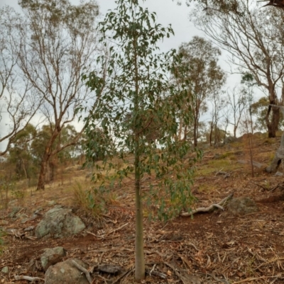 Brachychiton populneus subsp. populneus (Kurrajong) at Dunlop, ACT - 12 Feb 2020 by sangio7