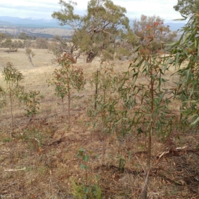Brachychiton populneus subsp. populneus (Kurrajong) at Dunlop, ACT - 12 Feb 2020 by sangio7