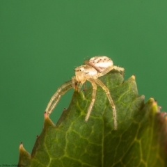 Australomisidia sp. (genus) (Flower spider) at Macgregor, ACT - 10 Feb 2020 by Roger