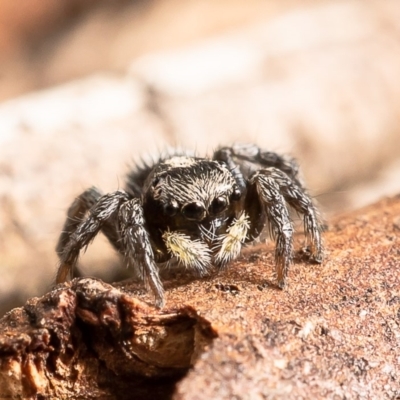 Salpesia sp. (genus) (Salpesia Jumping Spider) at Woodstock Nature Reserve - 11 Feb 2020 by Roger