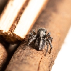 Salpesia sp. (genus) at Dunlop, ACT - 11 Feb 2020