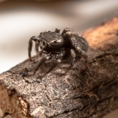 Salticidae (family) (Jumping spider) at Strathnairn, ACT - 11 Feb 2020 by Roger