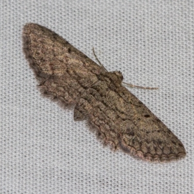 Psilosticha pristis (Little Brown Bark Moth) at Hackett, ACT - 24 Jan 2018 by Thommo17