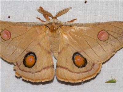 Opodiphthera eucalypti (Emperor Gum Moth) at Hackett, ACT - 24 Jan 2018 by Thommo17