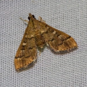 Nacoleia rhoeoalis at Hackett, ACT - 24 Jan 2018 09:42 PM