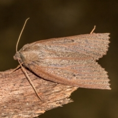 Paralaea porphyrinaria (Chestnut Vein Crest Moth) at Paddys River, ACT - 18 May 2018 by Thommo17