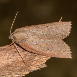 Paralaea porphyrinaria at Paddys River, ACT - 18 May 2018 07:23 PM