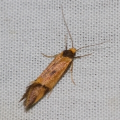 Isomoralla pyrrhoptera (A concealer moth) at Hackett, ACT - 24 Jan 2018 by Thommo17