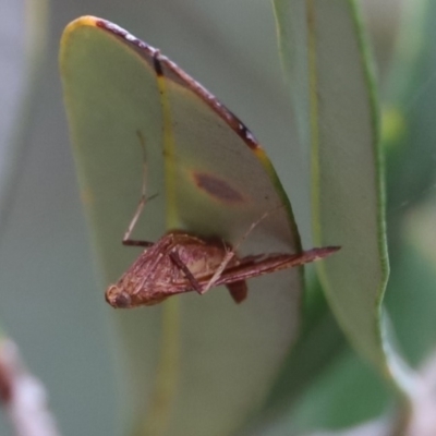 Endotricha ignealis (A Pyralid moth (Endotrichinae)) at North Narooma, NSW - 12 Feb 2020 by FionaG
