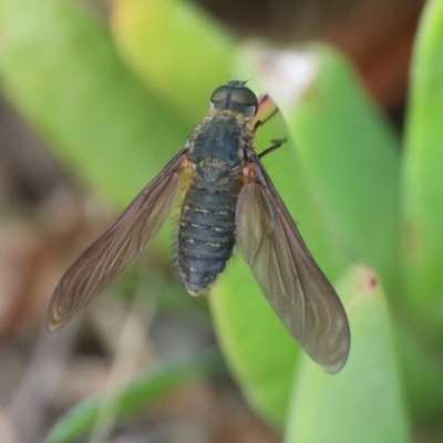 Comptosia sp. (genus) (Unidentified Comptosia bee fly) at North Narooma, NSW - 12 Feb 2020 by FionaG