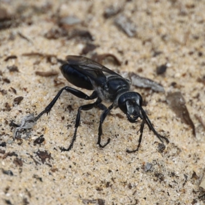 Sphecidae or Crabronidae (families) (Unidentified sand wasp) at North Narooma, NSW - 12 Feb 2020 by FionaG