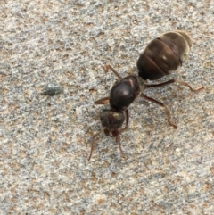 Iridomyrmex sp. (genus) (Ant) at Acton, ACT - 21 Jan 2018 by YellowButton