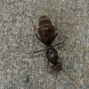 Iridomyrmex sp. (genus) at Acton, ACT - 21 Jan 2018