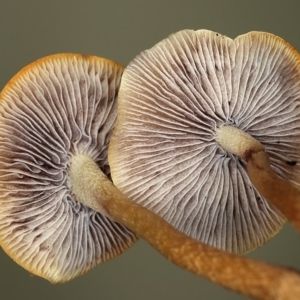 Hypholoma sp. at Kambah, ACT - 1 Feb 2020