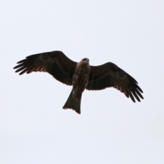 Milvus migrans (Black Kite) at Jerrabomberra, ACT - 12 Feb 2020 by RodDeb