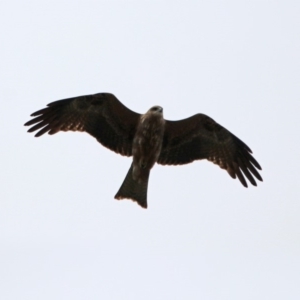 Milvus migrans at Jerrabomberra, ACT - 12 Feb 2020 12:13 PM