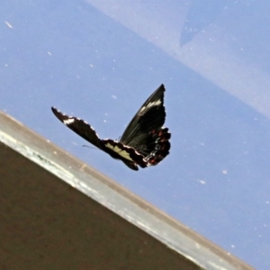 Papilio aegeus at Acton, ACT - 11 Feb 2020