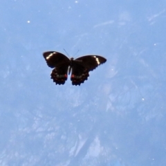 Papilio aegeus at Acton, ACT - 11 Feb 2020 11:38 AM