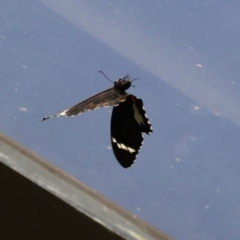 Papilio aegeus at Acton, ACT - 11 Feb 2020