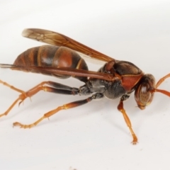 Polistes (Polistella) humilis (Common Paper Wasp) at Kambah, ACT - 11 Feb 2020 by Marthijn