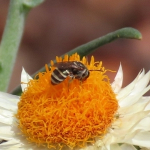 Lipotriches (Austronomia) phanerura at Acton, ACT - 11 Feb 2020