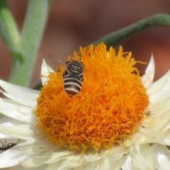 Lipotriches (Austronomia) phanerura at Acton, ACT - 11 Feb 2020