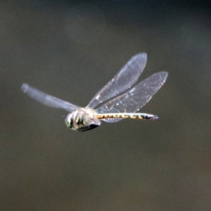 Hemicordulia australiae at Acton, ACT - 11 Feb 2020