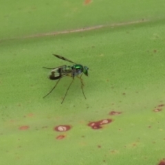 Austrosciapus connexus (Green long-legged fly) at Acton, ACT - 11 Feb 2020 by RodDeb