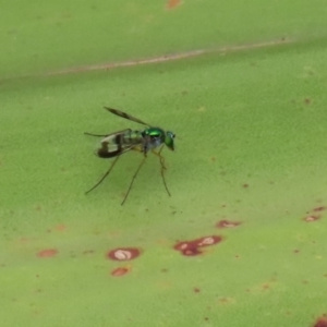 Austrosciapus connexus at Acton, ACT - 11 Feb 2020