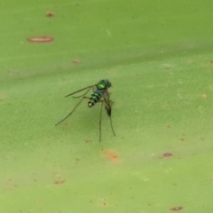 Austrosciapus connexus at Acton, ACT - 11 Feb 2020