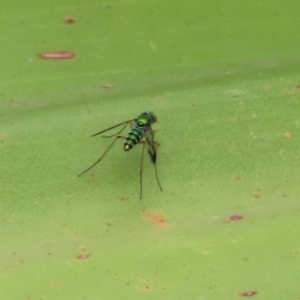 Austrosciapus connexus at Acton, ACT - 11 Feb 2020