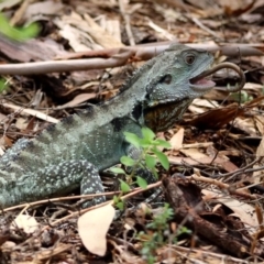 Intellagama lesueurii howittii (Gippsland Water Dragon) at Hackett, ACT - 11 Feb 2020 by RodDeb