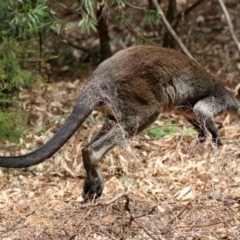 Wallabia bicolor (Swamp Wallaby) at Hackett, ACT - 11 Feb 2020 by RodDeb