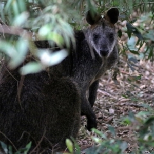 Wallabia bicolor at Hackett, ACT - 11 Feb 2020