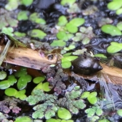 Physa acuta (European physa, Left-handed pondsnail) at ANBG - 11 Feb 2020 by RodDeb