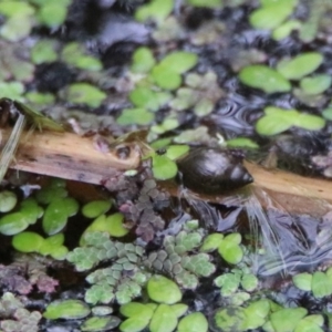 Physa acuta at Acton, ACT - 11 Feb 2020